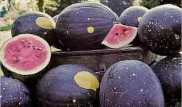 黑瓜吃料网每日爆料fun,fun每日精彩内容大盘点